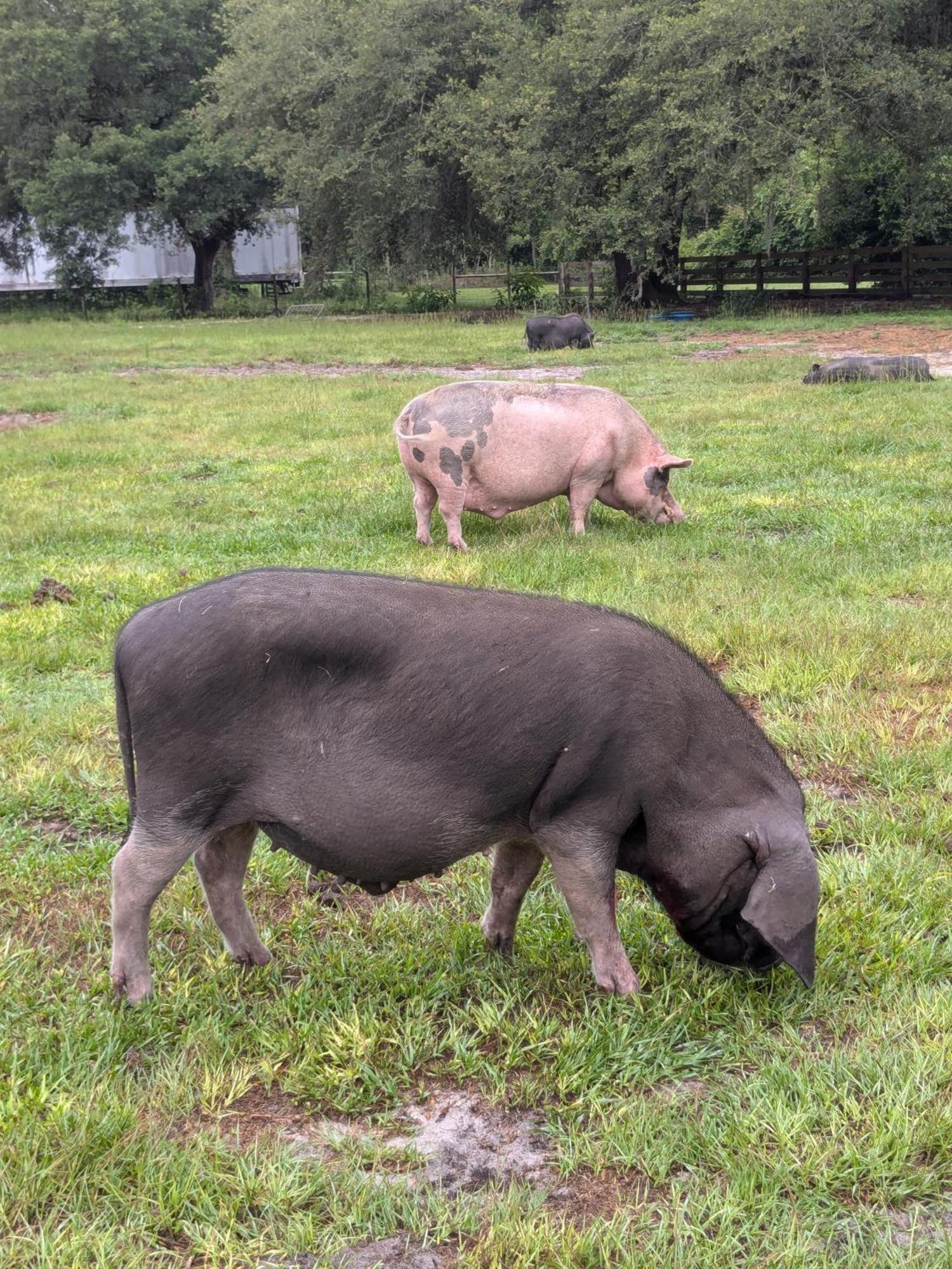 Rooterville Animal Sanctuary Melrose Eksteriør billede
