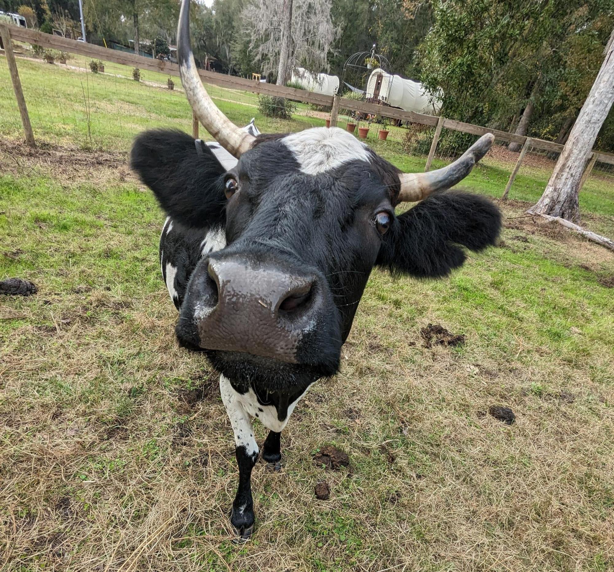 Rooterville Animal Sanctuary Melrose Eksteriør billede